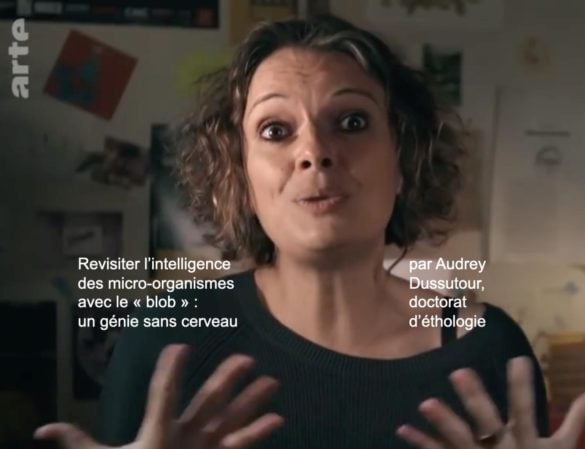 Audrey Dussutour et le blob, un génie sans cerveau