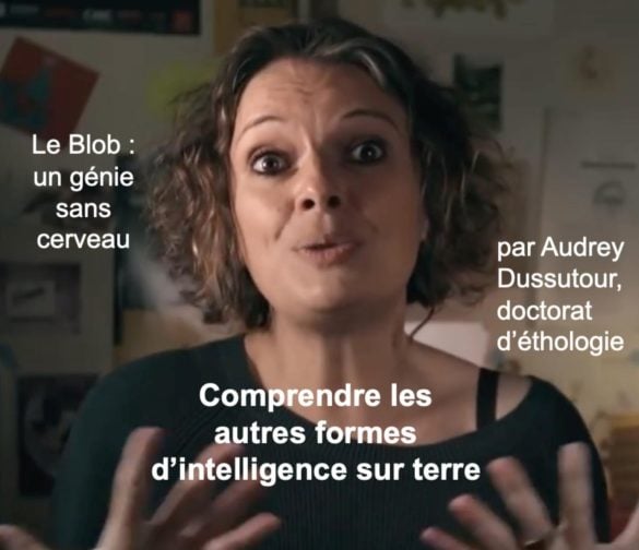Comprendre les autres formes d'intelligence sur terre