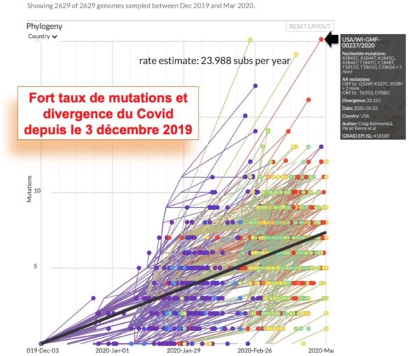 Mutations et divergence du Covid-19