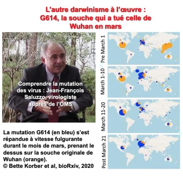 G614, la souche qui a tué celle de Wuhan
